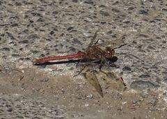 Sympetrum nigrifemur