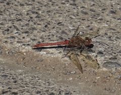 Sympetrum nigrifemur