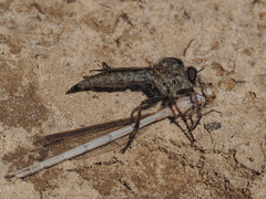 Tolmerus calceatus