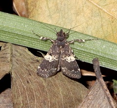 Hydrillodes gravatalis