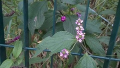 Lantana trifolia