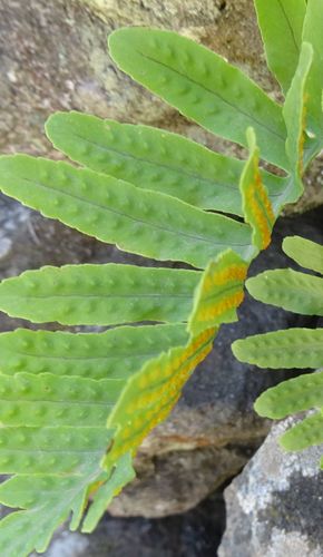 Polypodium image