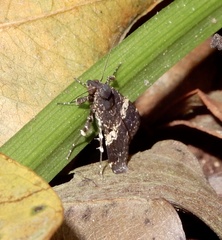 Hydrillodes gravatalis