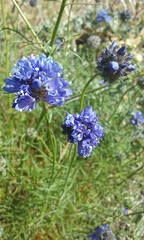 Gilia capitata chamissonis