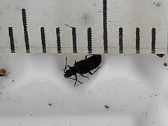 Staphylinidae