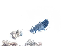 Staphylinidae