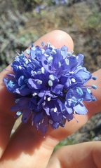 Gilia capitata chamissonis