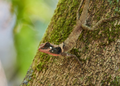 Monilesaurus ellioti