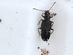 Staphylinidae