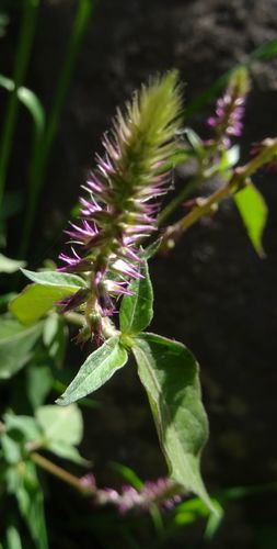 Achyranthes aspera var. sicula image