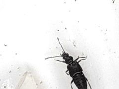 Staphylinidae