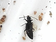 Staphylinidae