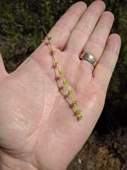 Harpagonella palmeri