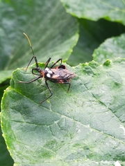 Austrarcesius bicolor