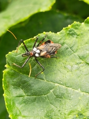 Austrarcesius bicolor