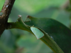 Sanurus