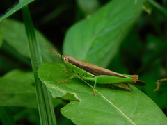 Oxya japonica