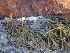 Hydrostachys imbricata