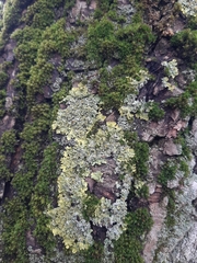 Xanthoria parietina