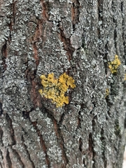 Xanthoria parietina