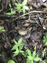 Natalobatrachus bonebergi