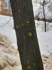 Xanthoria parietina