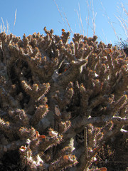 Pachypodium densiflorum