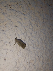 Helcystogramma triannulella