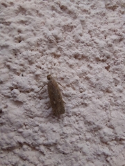 Helcystogramma triannulella