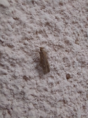 Helcystogramma triannulella