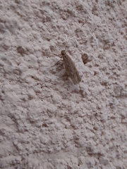 Helcystogramma triannulella