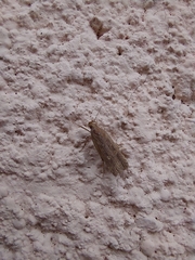 Helcystogramma triannulella