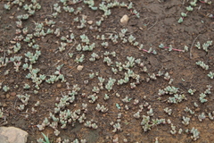 Mossia intervallaris