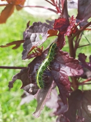 Xanthodes transversa