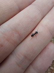Lasius fuliginosus