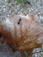 Lasius fuliginosus