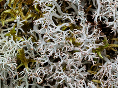 Cladonia arbuscula squarrosa