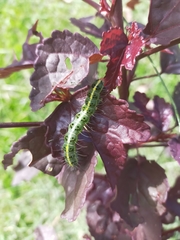 Xanthodes transversa