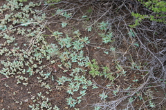 Mossia intervallaris