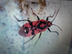 Spilostethus pandurus