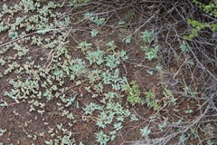 Mossia intervallaris