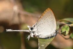 Cheritra freja evansi