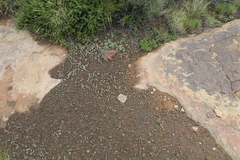 Mossia intervallaris