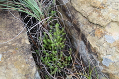 Crassula lanceolata