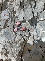 Pyrrhocoris apterus