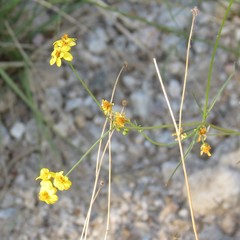 Coreocarpus arizonicus