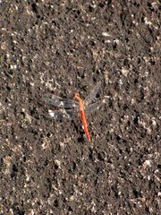 Crocothemis sanguinolenta