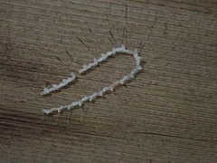Nymphes