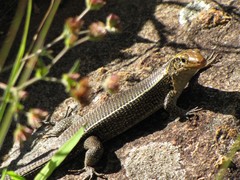 Zonosaurus madagascariensis