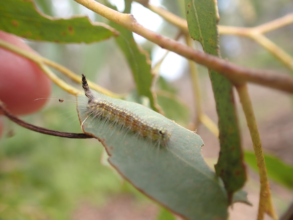 Gum Leaf Skeletonizer from Eagle Point VIC 3878, Australia on February ...